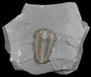 Flexicalymene Trilobite - Ohio #57848-1